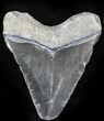 Bone Valley Megalodon Tooth #22904-1